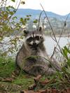 Racoon picture